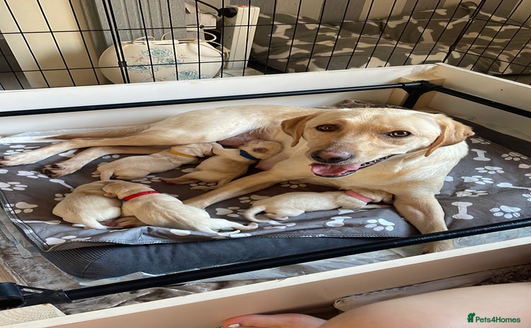 Labrador Retriever dogs - Advert 15