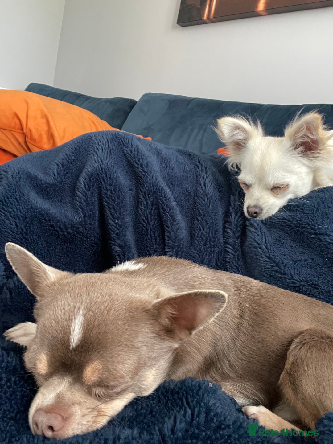 Chihuahua dogs for sale: Tony & pixie - Advert 1