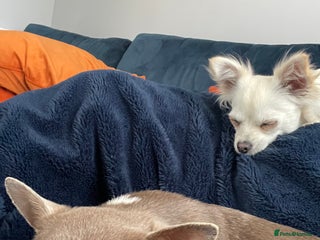 Chihuahua dogs Tony & pixie - Advert 3