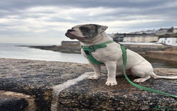 Mixed Breed dogs for sale: Dotty - Image 3