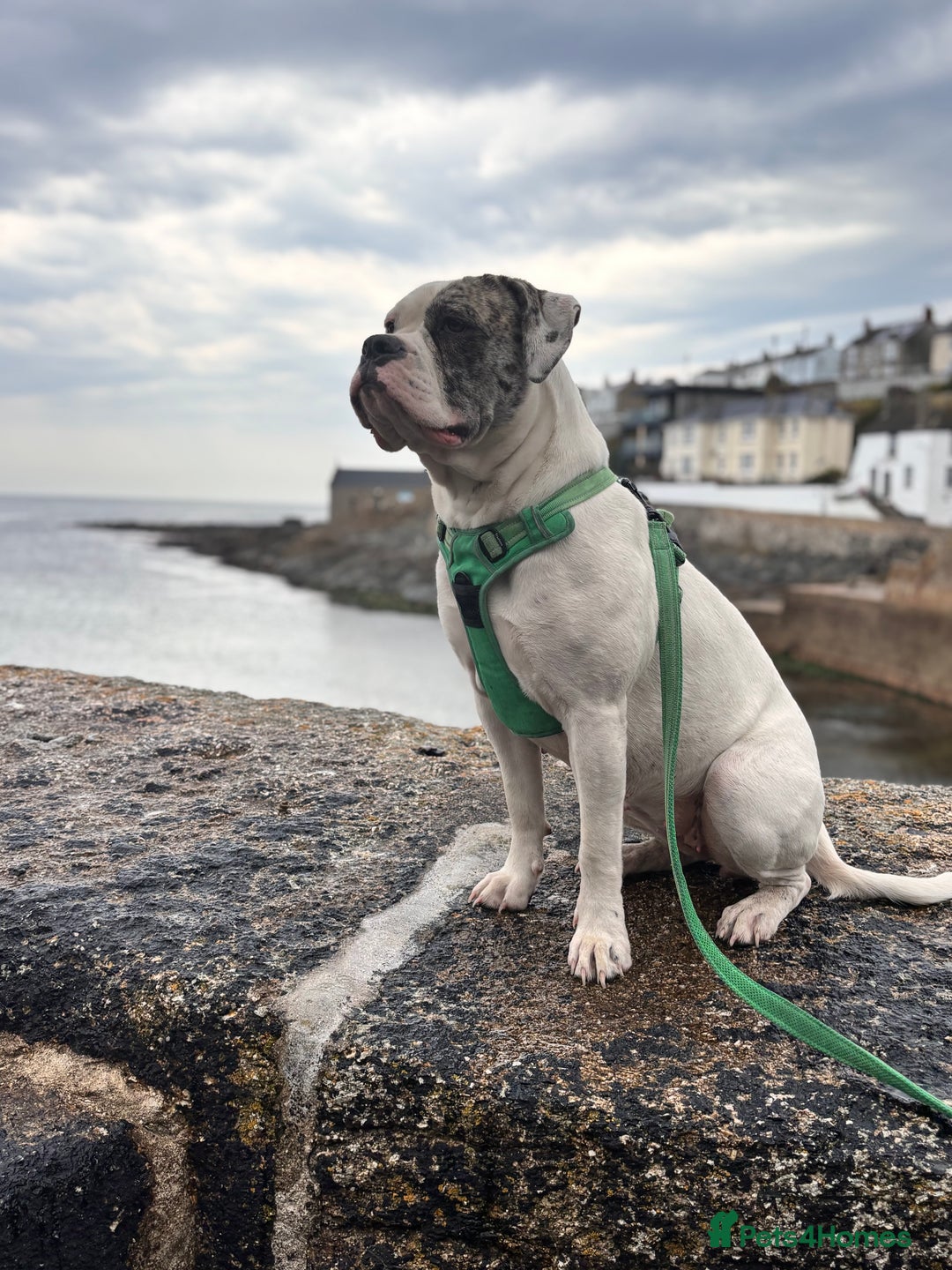 Mixed Breed dogs for sale: Dotty - Image 3