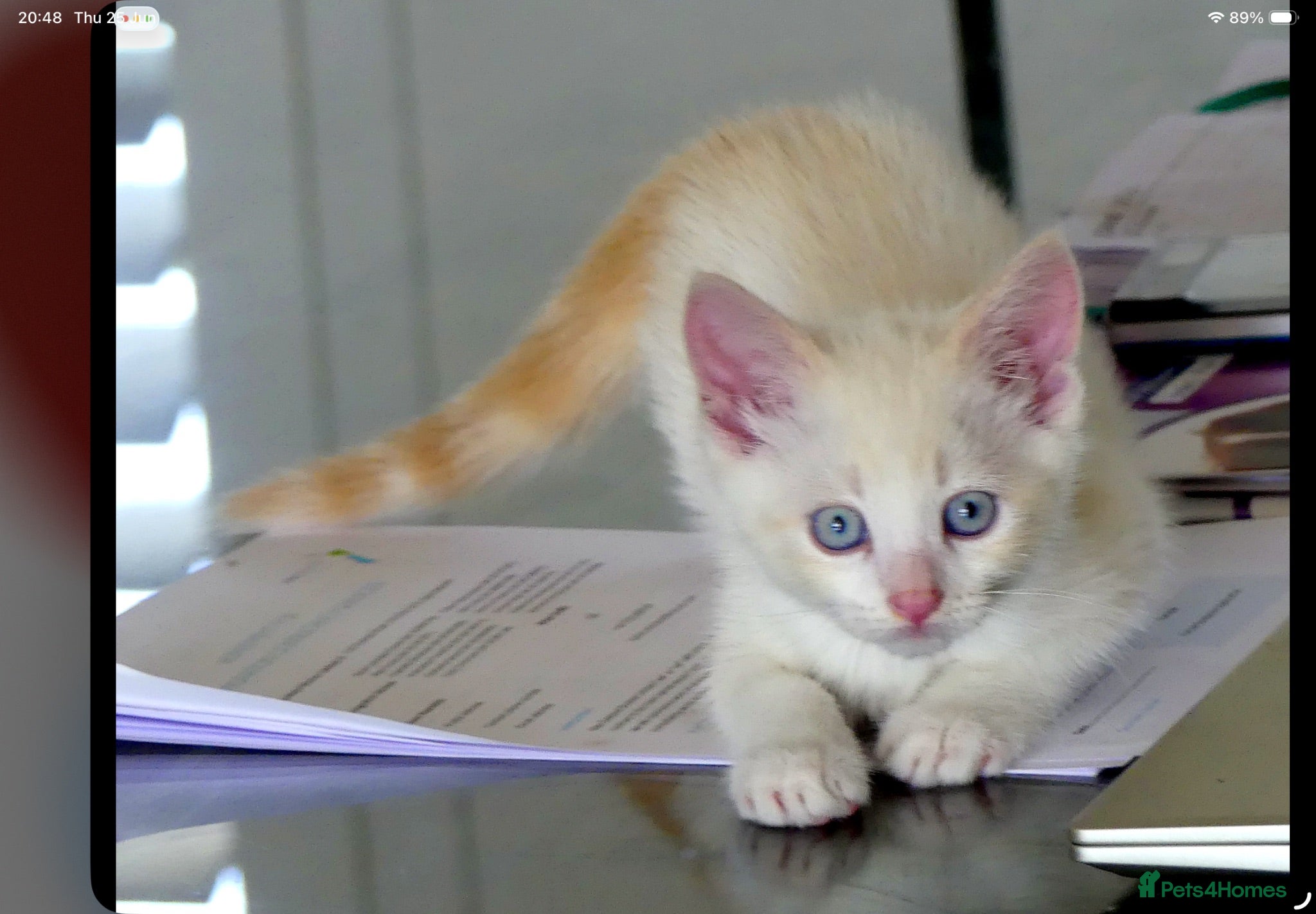 Mixed Breed cats Adorable Ragdoll x Maine Coon mix kittens  - Advert 3