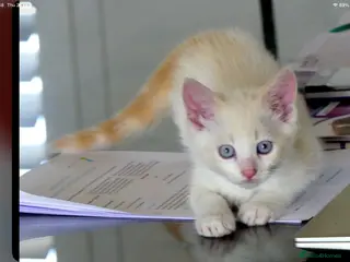 Mixed Breed cats Adorable Ragdoll x Maine Coon mix kittens - Advert 1