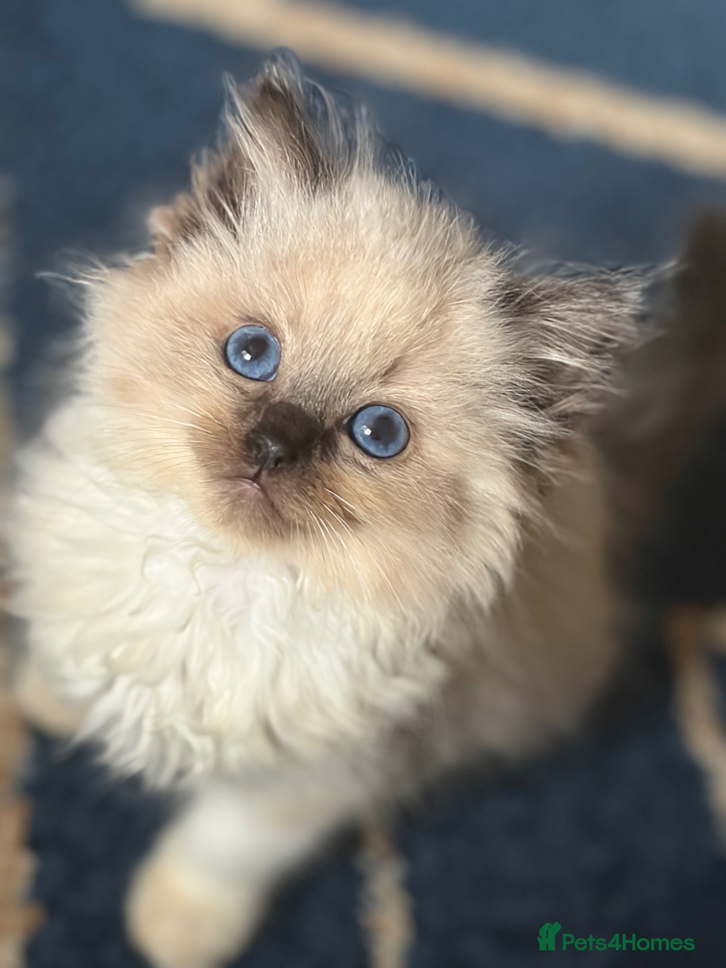 Ragdoll cats Amazing Pure ragdolls  - Advert 2