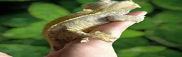 Gecko reptiles for sale: Crested Gecko Babies - Advert 3