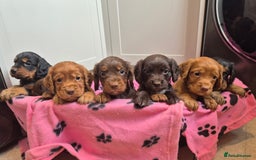 Cocker Spaniel dogs for sale: Kc registered beautiful cockers - Image 5