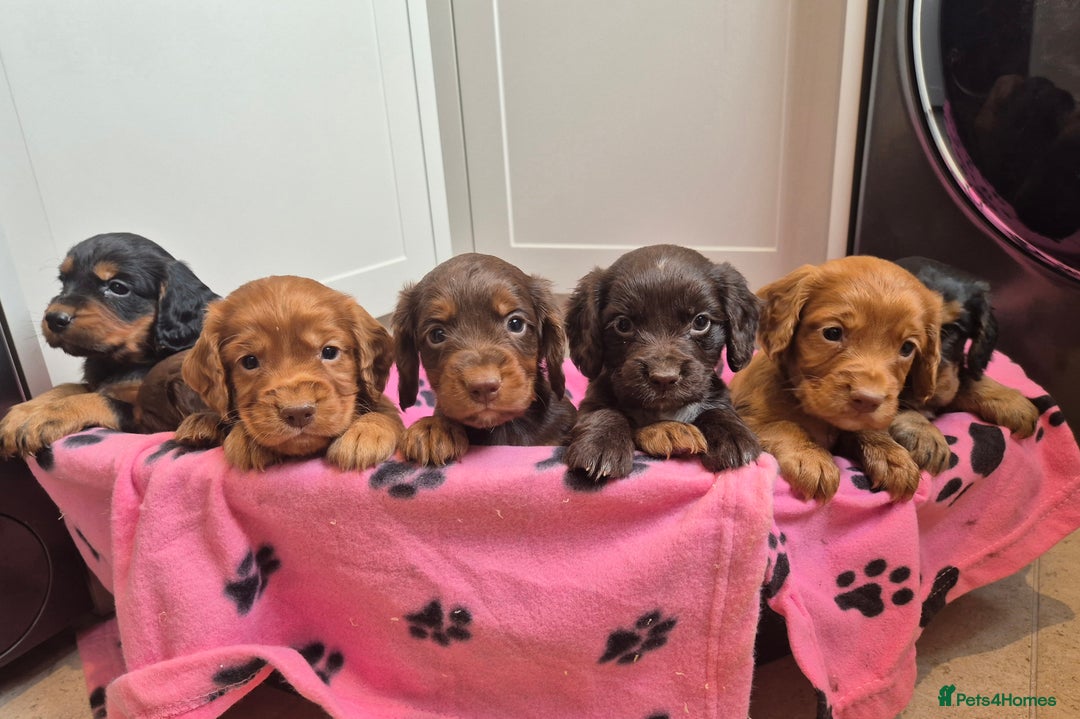 Cocker Spaniel dogs for sale: Kc registered beautiful cockers - Image 5
