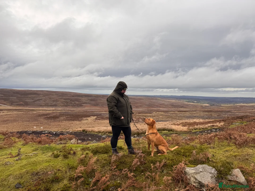 Labrador Retriever dogs for stud: KC reg fully health tested, gorgeous Lab for stud. - Advert 2