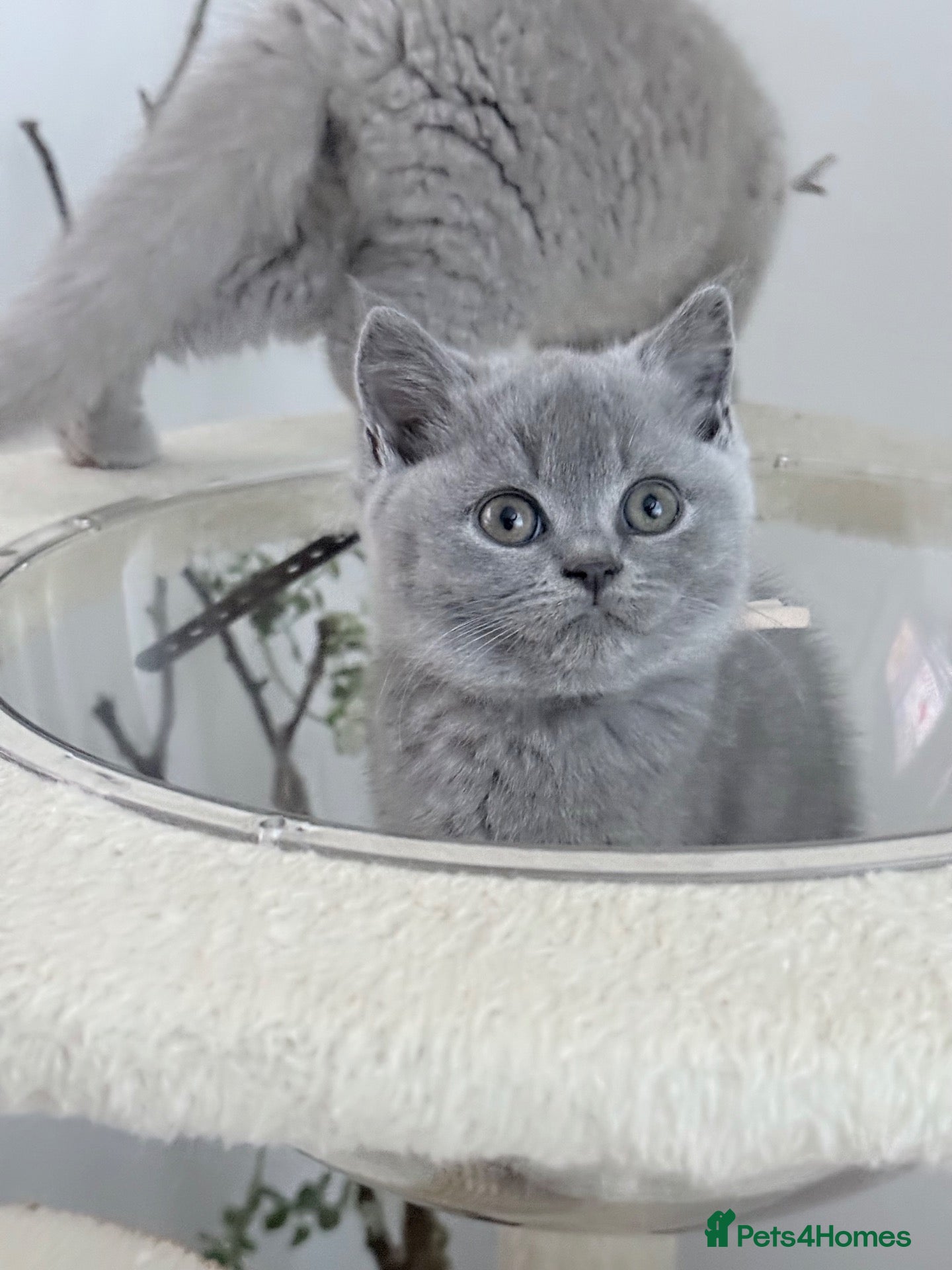 British Shorthair cats for sale: 100% PURE SILVER BLUE Champions - Advert 2