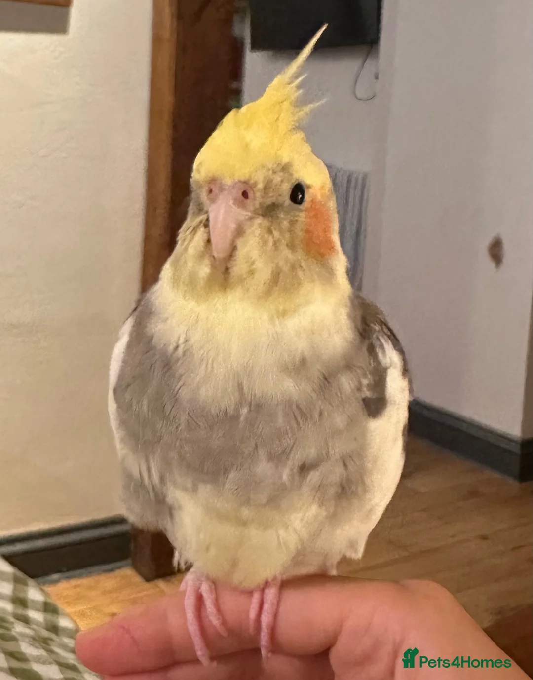 Cockatiels birds for sale: Sweet Hand-Tamed Cockatiel – Loving Home Wanted in London - Advert 2