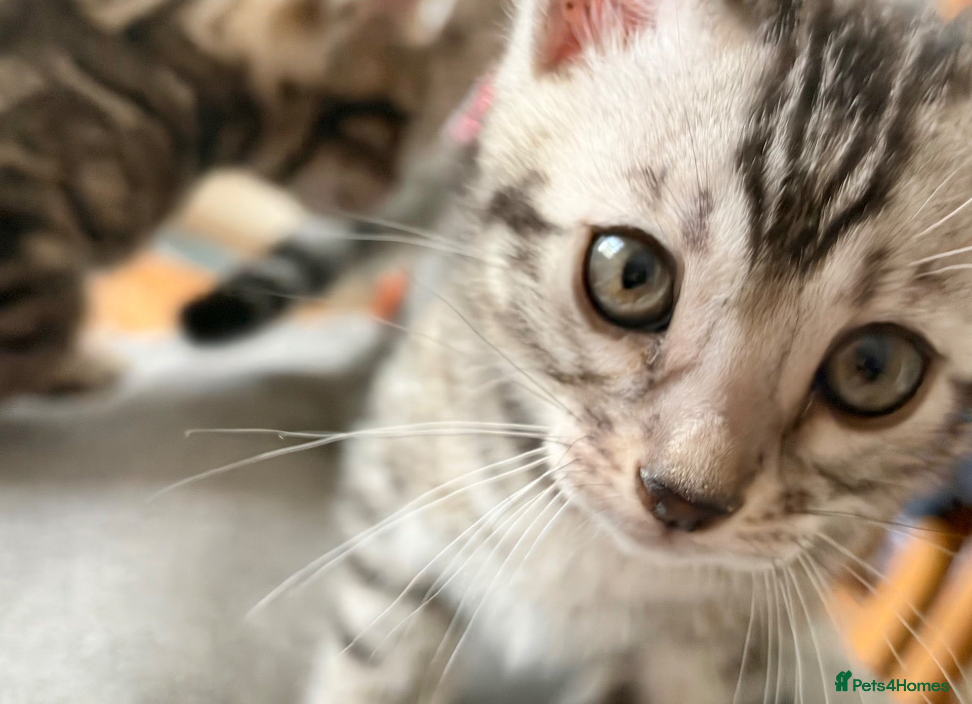 Bengal cats 4 Beautiful girl Bengal kittens ready to reserve - Advert 1