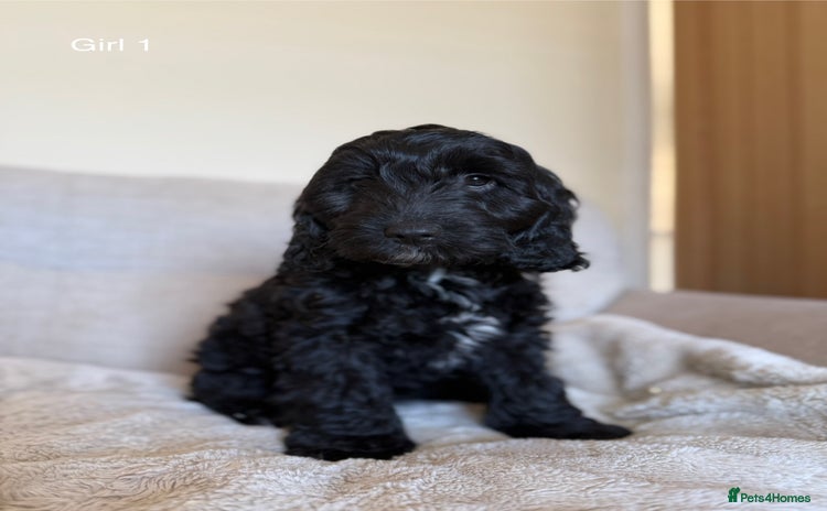 Cockapoo dogs - Advert 16