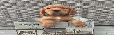 Cocker Spaniel 1