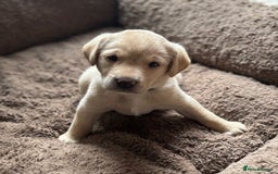 Labrador Retriever dogs for sale: 1 x Black Dog - KC reg, FTCH sired in Droitwich - Image 3