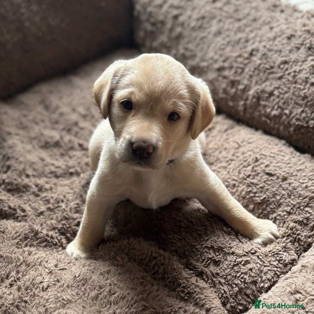 Labrador Retriever dogs for sale: 1 x Black Dog - KC reg, FTCH sired in Droitwich - Image 3