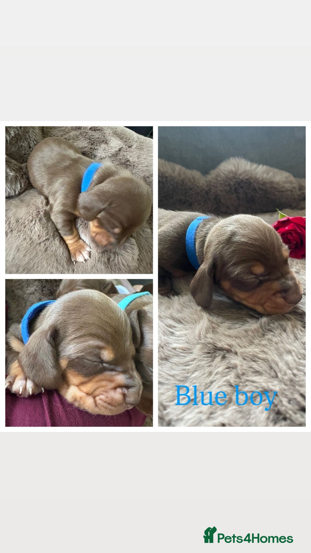 Miniature Dachshund dogs for sale: Miniature dachshund puppies  - Advert 3