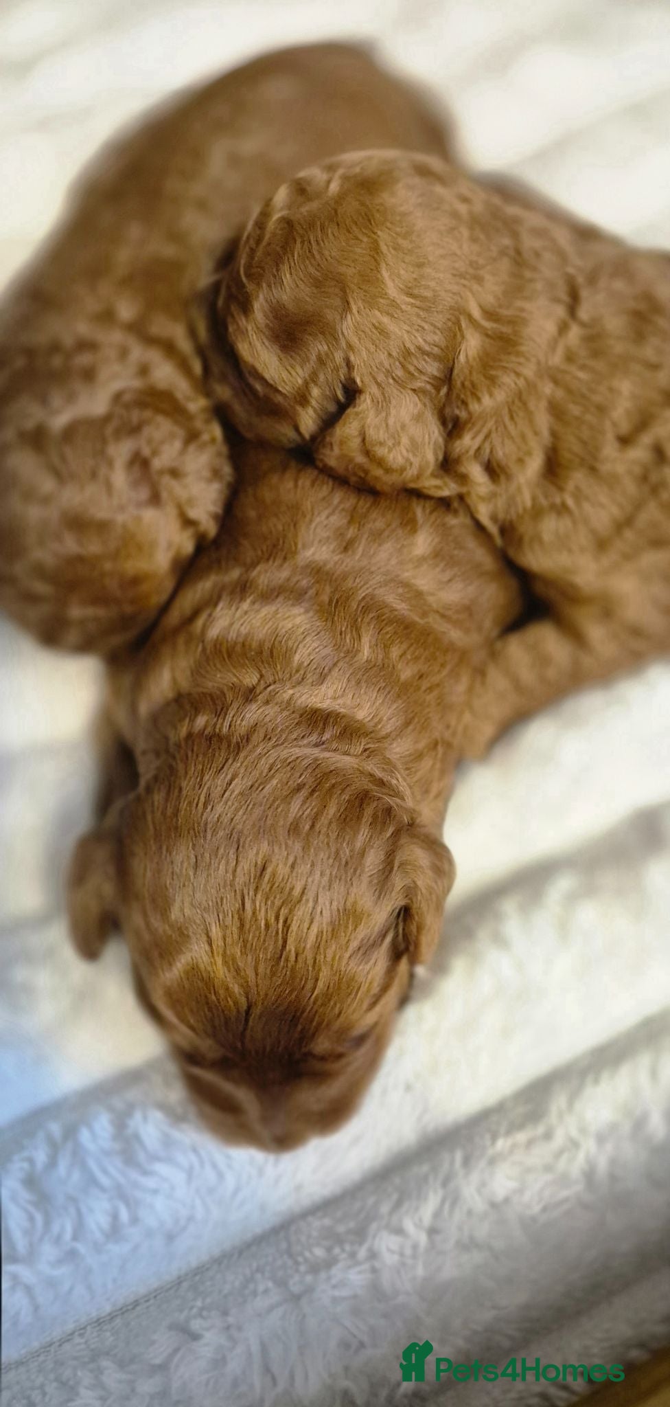 Cockapoo dogs F1b cockapoo puppies - Advert 18