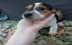 Mixed Breed dogs for sale: 10 week old bassest cocker spaniel cross puppies - Image 5