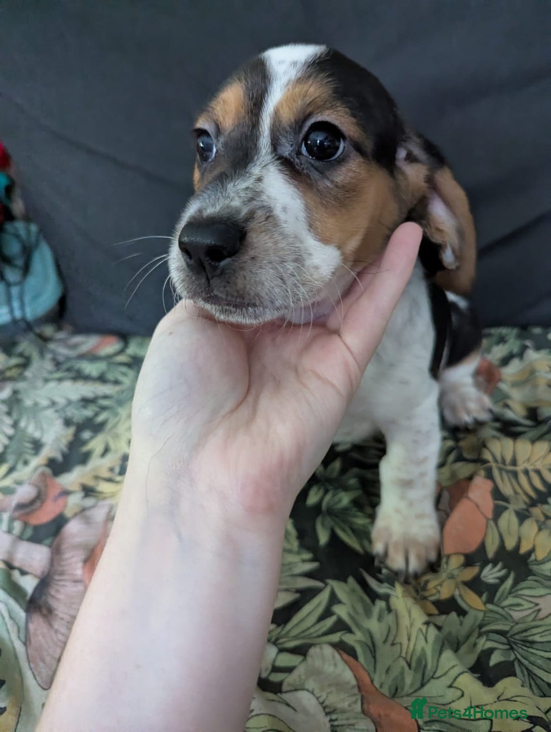 Mixed Breed dogs for sale: 10 week old bassest cocker spaniel cross puppies - Image 5
