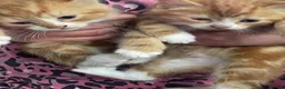 Mixed Breed cats for sale: Kittens looking for forever homes in Wallingford - Advert 19