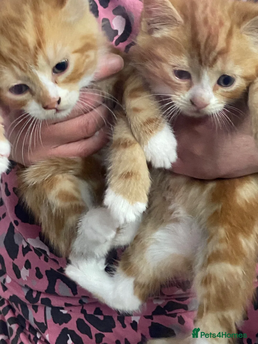 Mixed Breed cats for sale: Kittens looking for forever homes in Wallingford - Advert 19