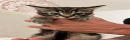 Mixed Breed cats for sale: 5 Beautiful male kittens!  - Advert 9