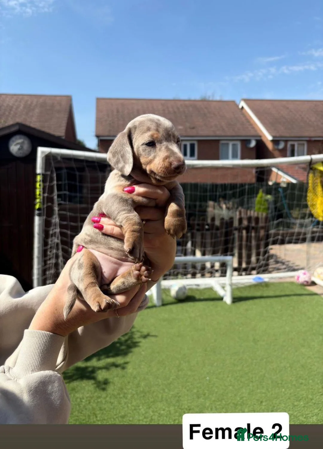 Miniature Dachshund dogs for sale: miniature dachshund puppies - Advert 6