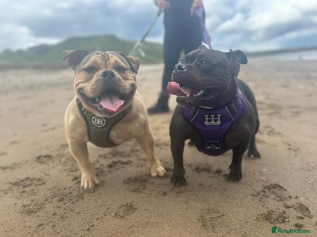 American Bully dogs for sale: Needs a genuine loving home..  in Peterlee - Advert 2