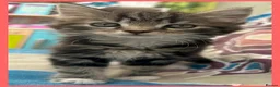 Mixed Breed cats for sale: Beautiful Kittens for sale. - Advert 10