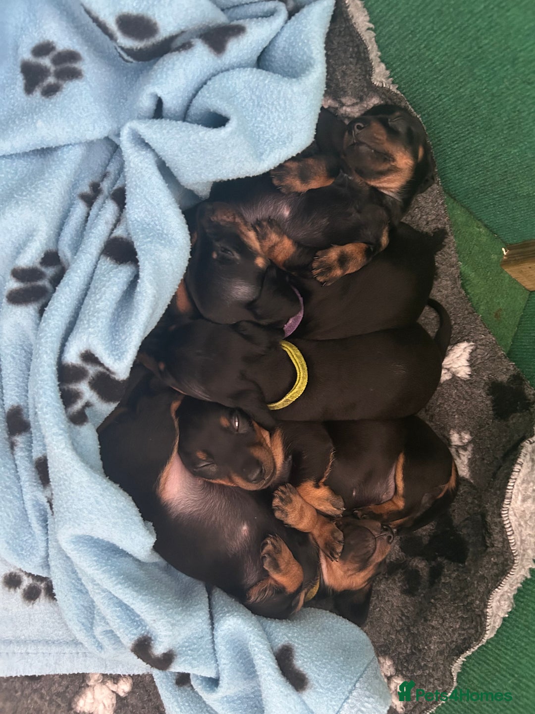 Miniature Dachshund dogs for sale: 5 miniature black & tan smooth haired dachshunds  - Image 7
