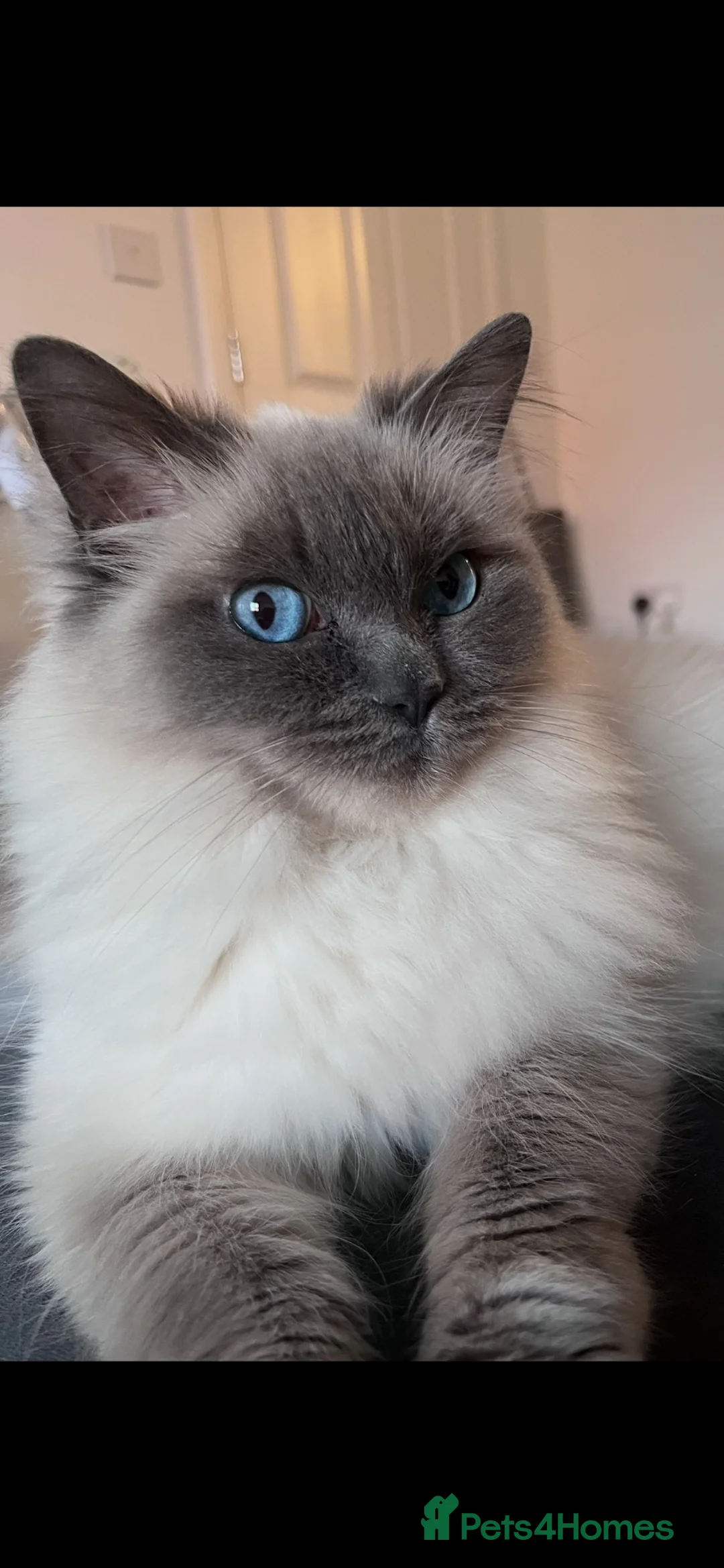 Mixed Breed cats for sale: Ragdoll x British Shorthair kittens - Advert 2