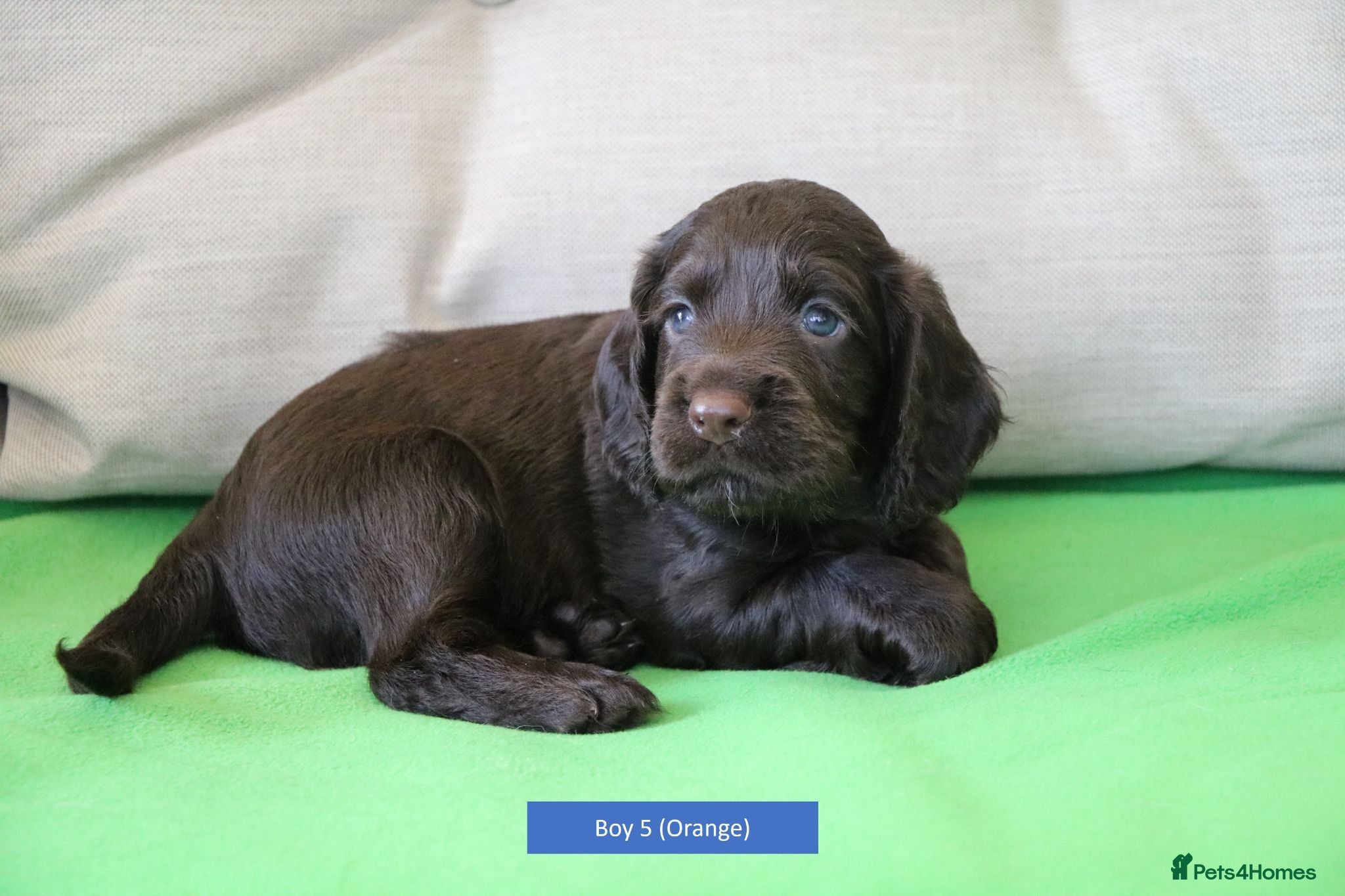 Cocker Spaniel dogs Health Tested Cocker Spaniel Puppies - Advert 7
