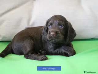 Cocker Spaniel dogs Health Tested Cocker Spaniel Puppies - Advert 7