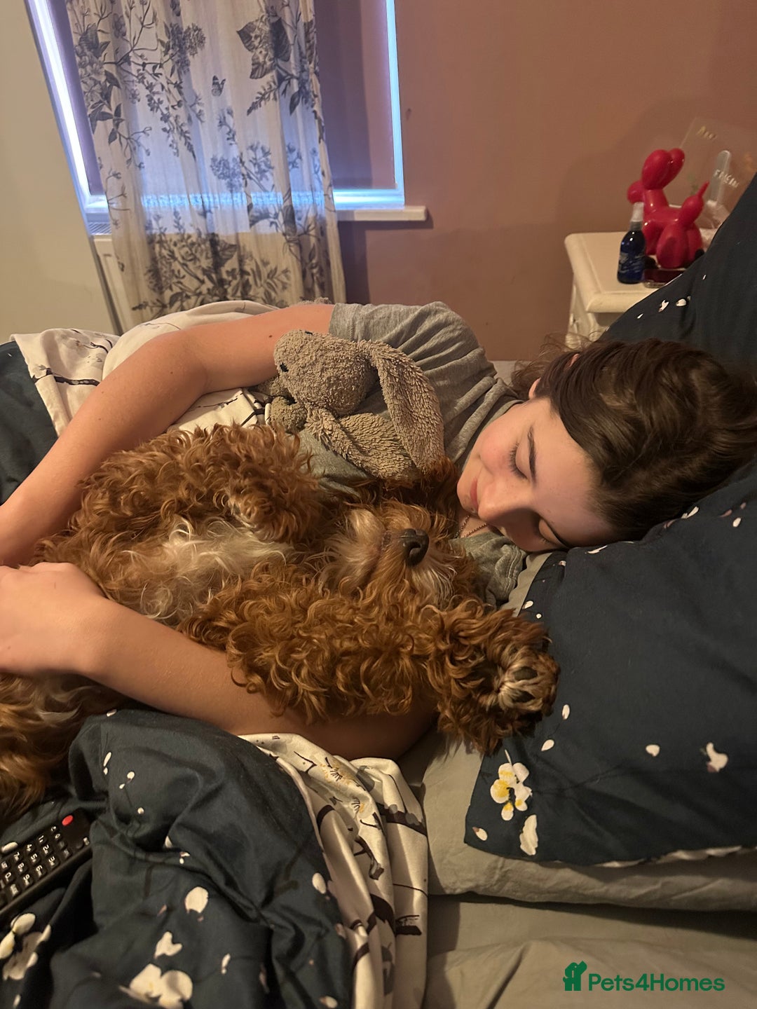 Mixed Breed dogs for sale: Doxiepoo puppies  - Advert 5