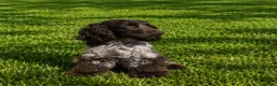 Cocker Spaniel dogs for sale: ✨Show cocker spaniel puppies✨ - Advert 4