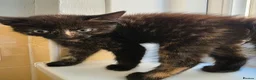 Mixed Breed cats for sale: Kittens looking for forever home. in Stowmarket - Advert 13