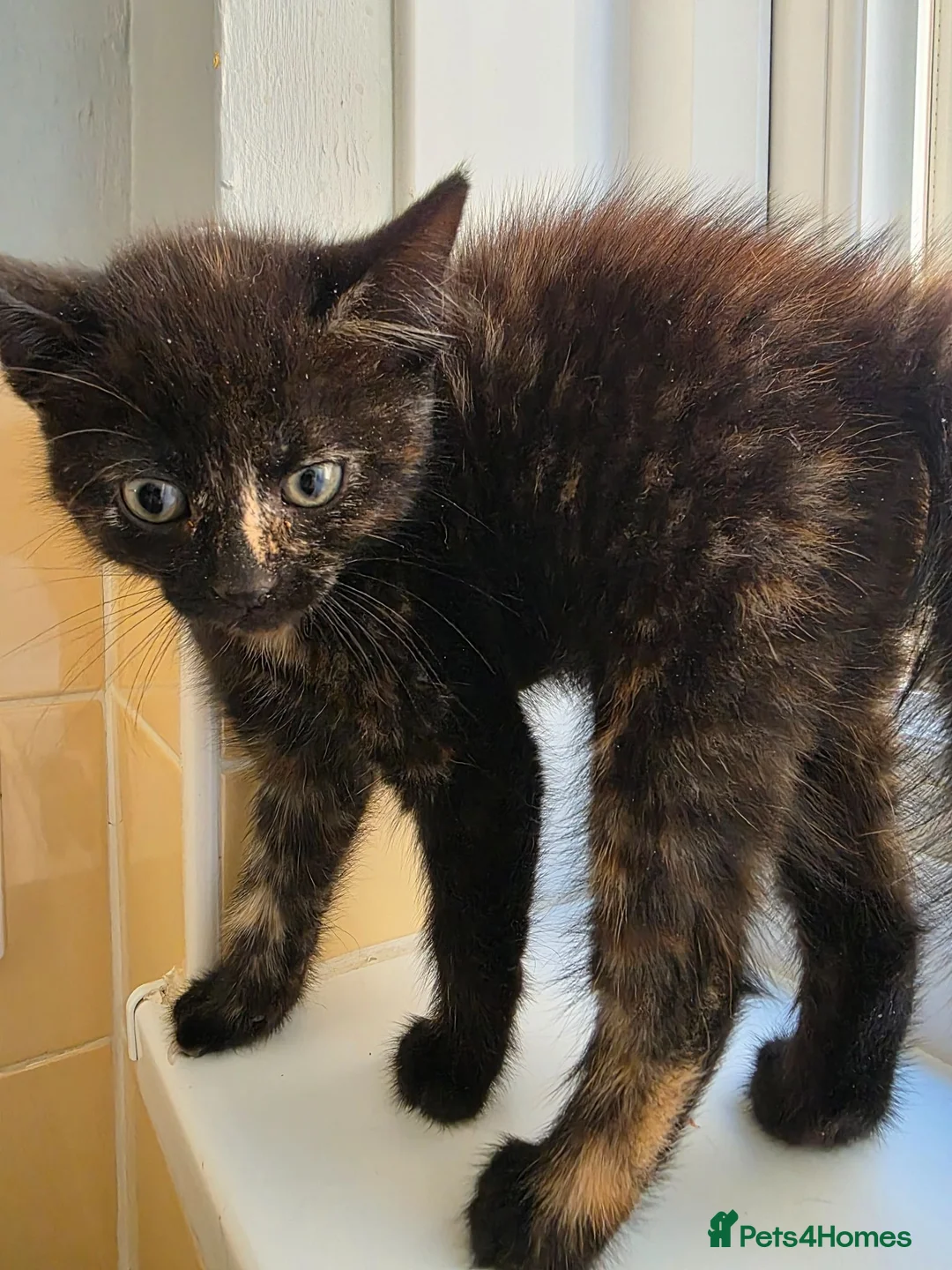 Mixed Breed cats for sale: Kittens looking for forever home. in Stowmarket - Advert 13