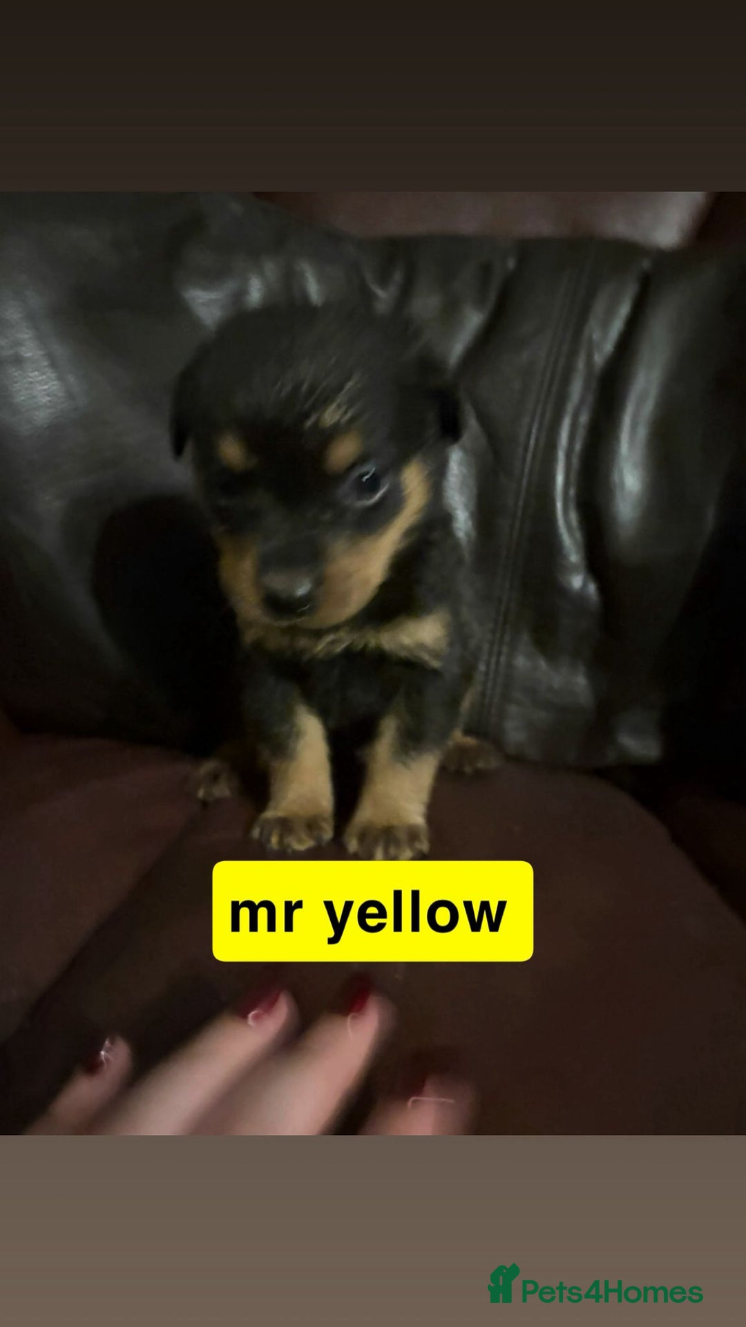 Rottweiler dogs for sale: * *photos updated Rottweiler puppies KC reg - Advert 27