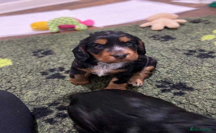 Cocker Spaniel dogs 2 super Black and Tan boy cocker spaniel puppies  - Advert 3