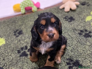 Cocker Spaniel dogs 2 super Black and Tan boy cocker spaniel puppies - Advert 3