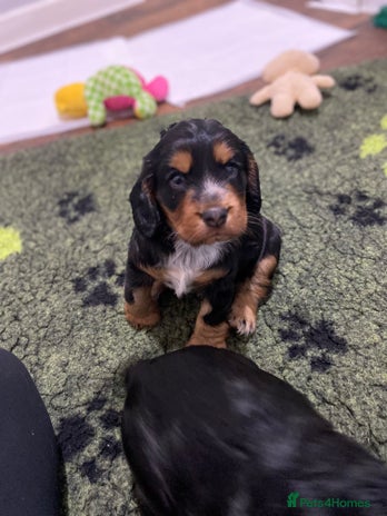 Cocker Spaniel dogs 2 super Black and Tan boy cocker spaniel puppies - Advert 3