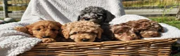 Cockapoo dogs for sale: 5 Loving cockapoos  - Advert 3