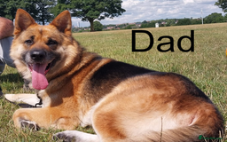 German Shepherd dogs for sale: Beautiful Chunky German Shepherd Puppies - Image 12