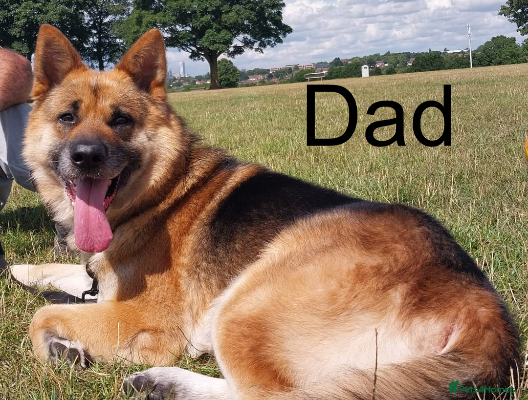 German Shepherd dogs for sale: Beautiful Chunky German Shepherd Puppies - Image 12
