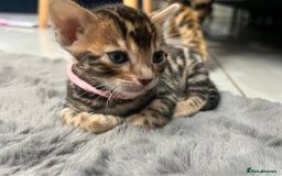 Bengal cats for sale: 💕 Adorable Rosetted bengal Kittens 💕 - Image 20