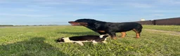 Rottweiler dogs for sale: 5 - Year -Old Pedigree Rottweiler - Advert 4
