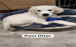 Golden Retriever dogs for sale: Championship line KC Golden Retriever puppies - Image 14