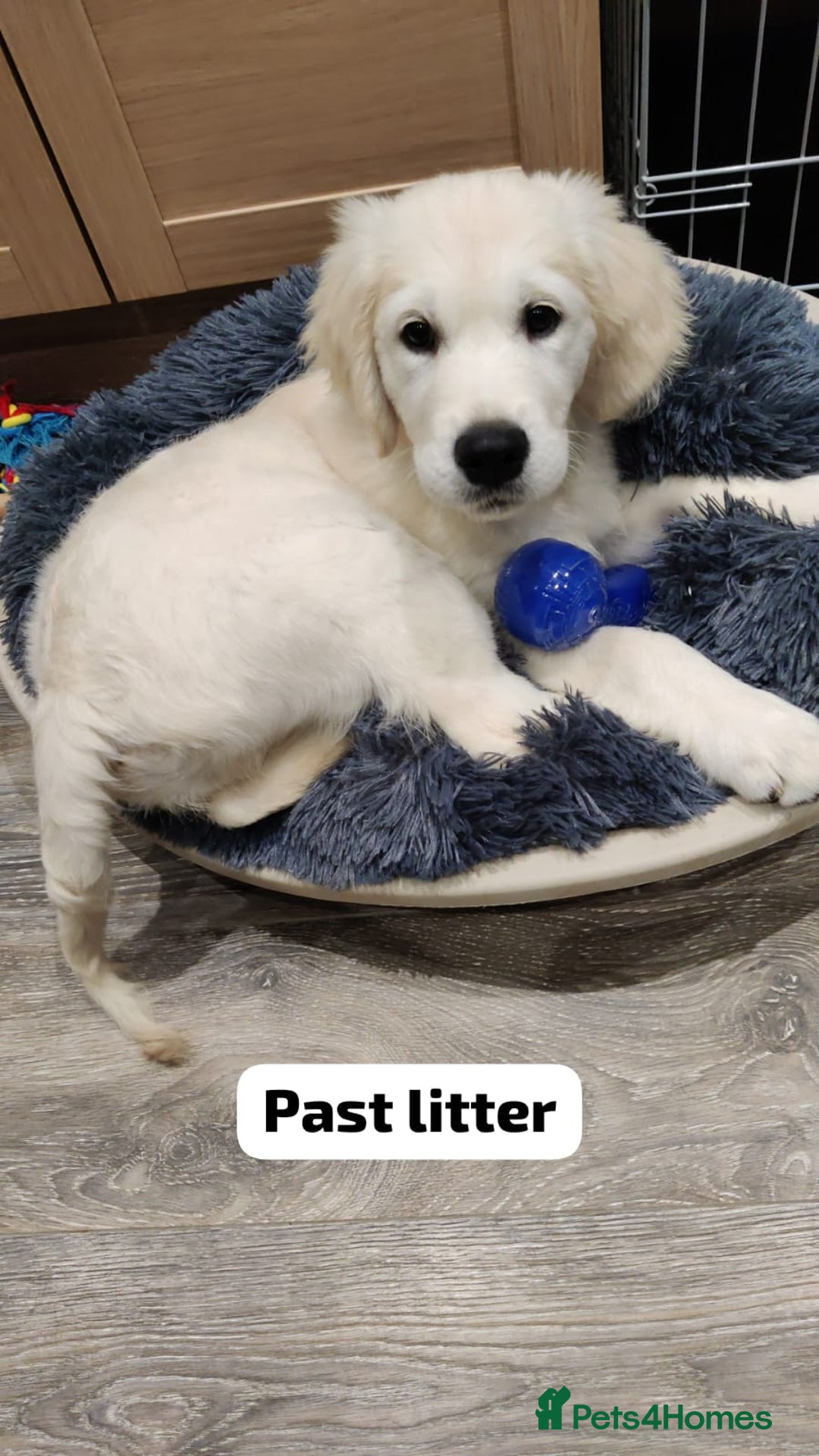 Golden Retriever dogs for sale: Championship line KC Golden Retriever puppies - Image 14