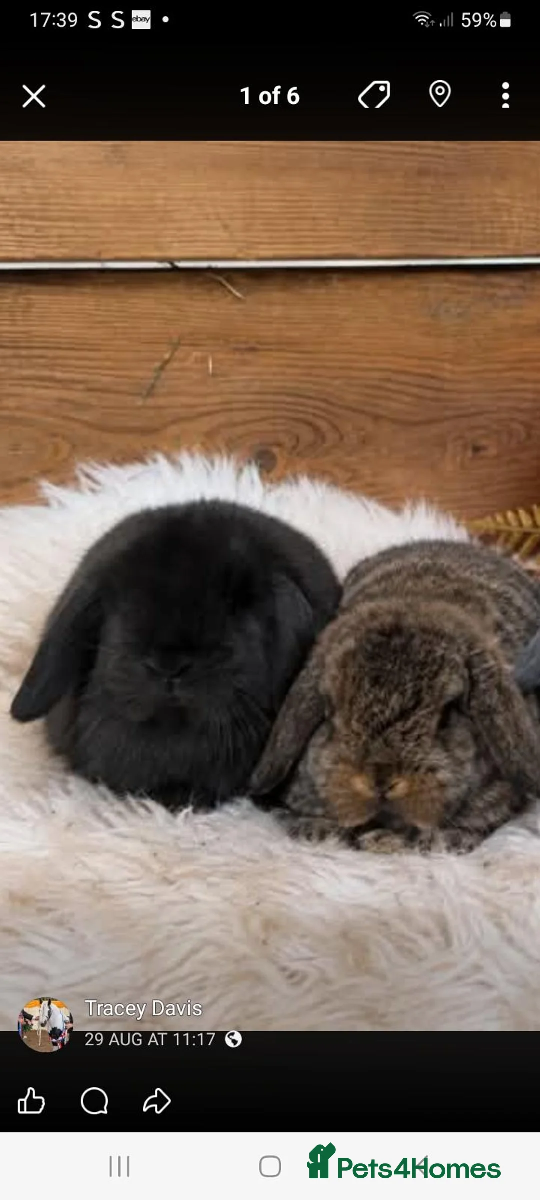 Mini Lop rabbits for sale: Mini lop Stoke on trent  - Advert 2