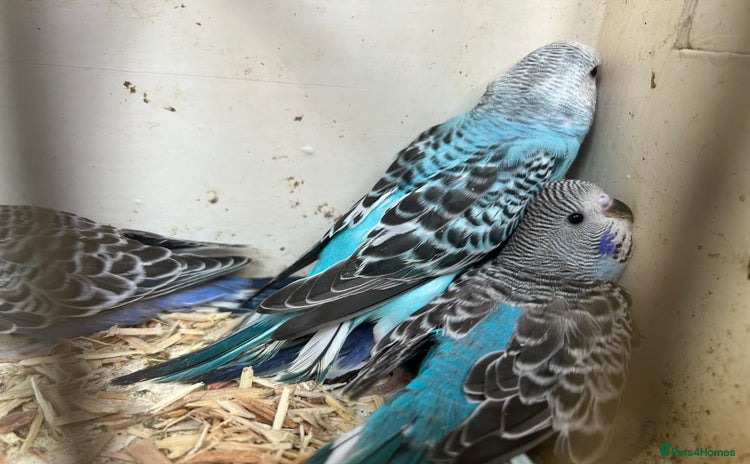 Budgerigars birds - Advert 17